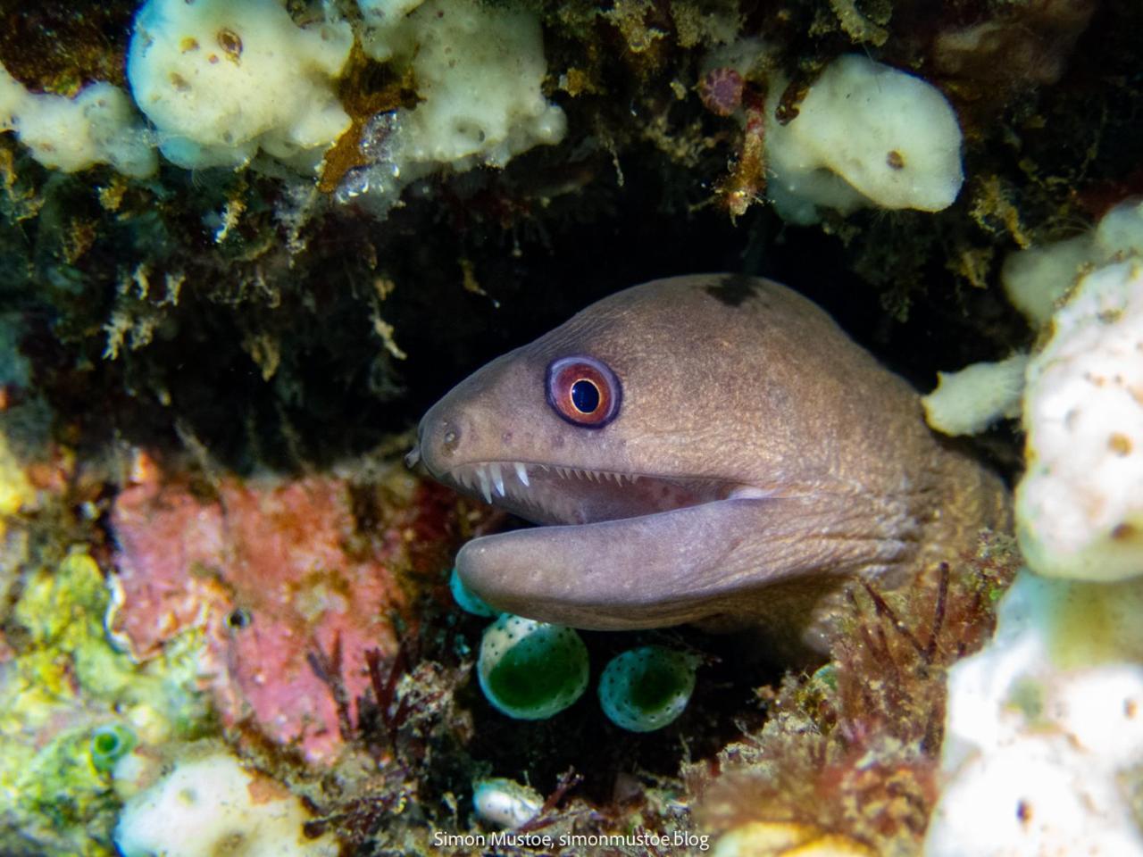 Teluk Karang Dive & Spa Resort Tejakula Exteriör bild