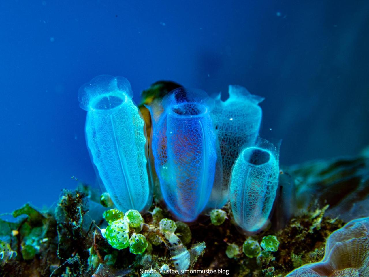 Teluk Karang Dive & Spa Resort Tejakula Exteriör bild