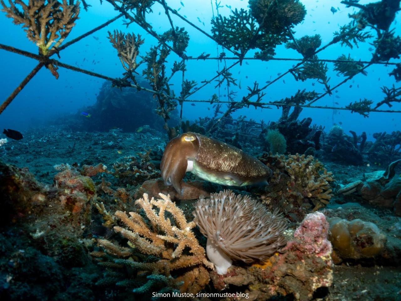 Teluk Karang Dive & Spa Resort Tejakula Exteriör bild