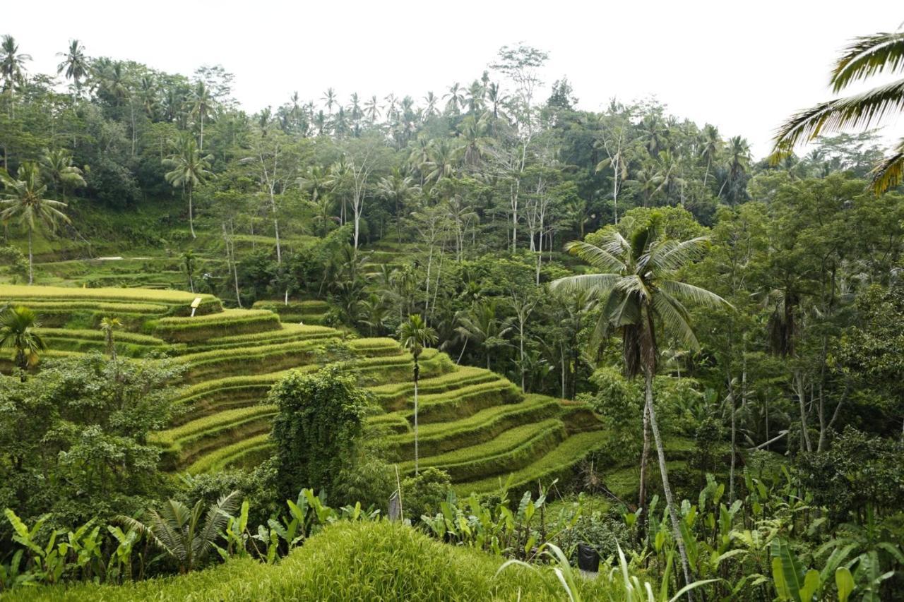 Teluk Karang Dive & Spa Resort Tejakula Exteriör bild